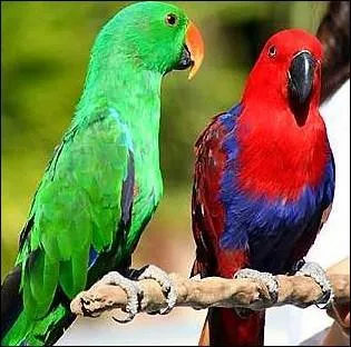 Combien de dents possde un perroquet ?