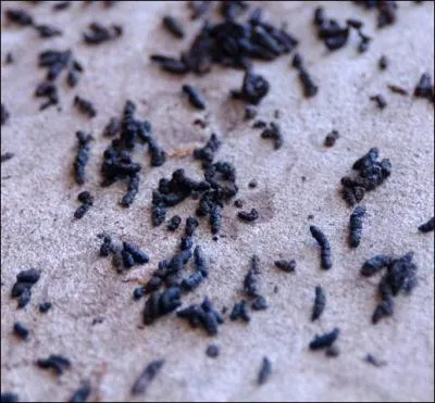 Quel est le nom de l'engrais form d'excrments et de cadavres d'oiseaux fort rpandu sur le littoral amricain du Pacifique ?