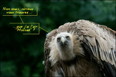 Faits divers > En 2016, des Casques bleus de l'ONU participent au retour d'un vautour sur le plateau du Golan. Le rapace avait été capturé au Liban : pour quelle raison ?