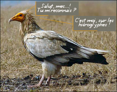 Voici peut-être le plus noble d'entre eux : le vautour égyptien. Monsieur ayant ses lettres, il est dit aussi "percnoptère". Que signifie ce vocable ?
