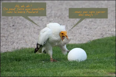 Le nom savant de son genre est "Neophron" : d'où lui vient-il ?