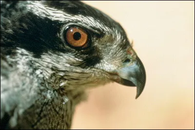 Nomenclature française > "Autour", "vautour"... Serait-ce à chacun son tour ou du pareil au même ?