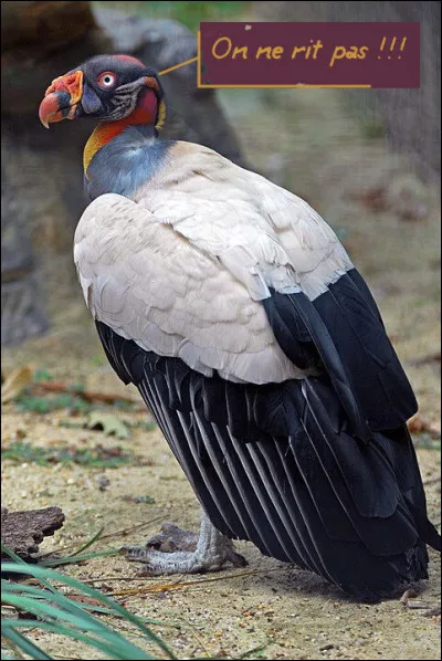 ...ainsi que les [...Complétez !], dont vous avez ci-dessus un représentant typique.