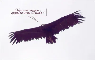 Viennent ensuite les vautours moines qui ... (Complétez !)