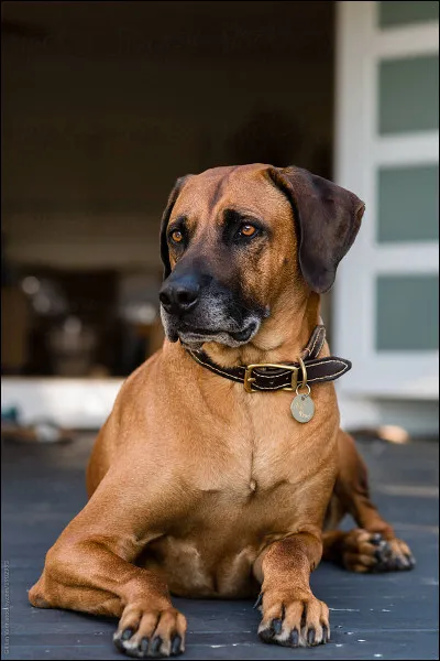 Quelle est cette race plutôt méconnue ?