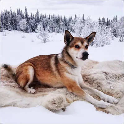 Quel est ce chien qui peut fermer ses oreilles ?