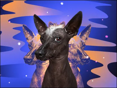 Quelle est cette race ?