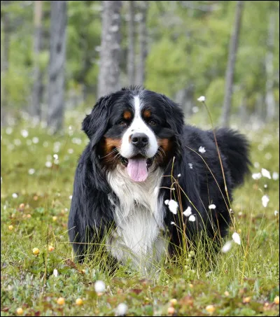 De quelle race est ce beau chien ?