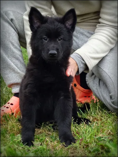 Ce chien est un berger belge.