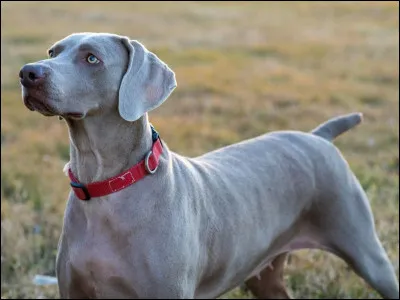 Ceci est un lévrier.