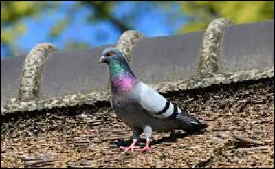 Quelle lettre faut-il remplacer pour obtenir le fronton d'une maison ?