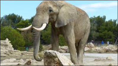 Quel poids l'éléphant d'Afrique est-il capable de soulever avec sa trompe ?