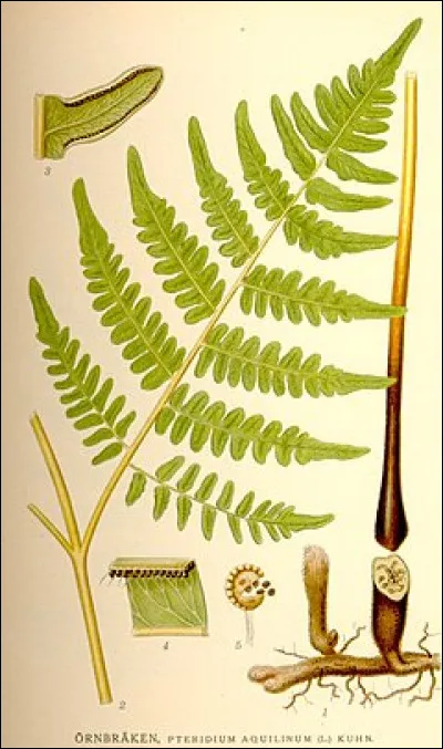 Comment s'appelle le peuplement de foug&egrave;res aigles ?