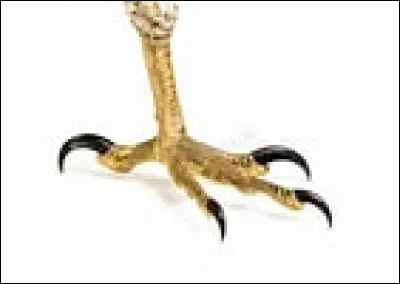 Quel est le nom de la partie ant&eacute;rieure du pied d�un oiseau ?