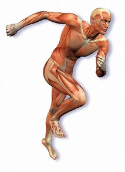 En anatomie, crural est relatif &agrave;...