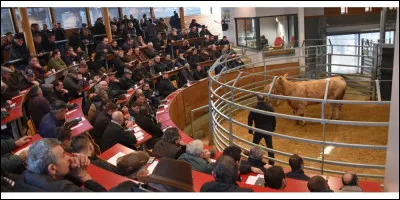 Et un pélécinon, qu'est-ce que c'était ?