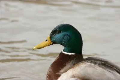 Chez les colverts, qui a la tte verte ?