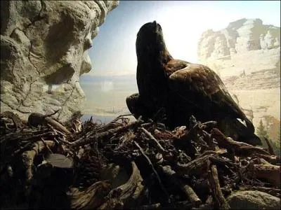 Comment s'appelle le nid de l'aigle ?