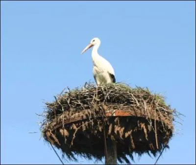 De quelle couleur est le bec de la cigogne ?