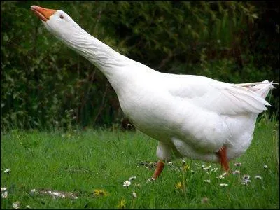 Quel est le nom du mle de l'oie ?