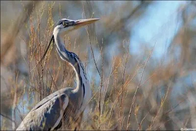 Comment sont les pattes des chassiers ?