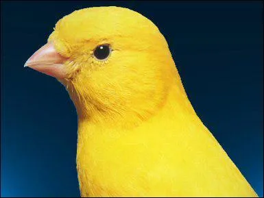 Chez les canaris, lequel des deux chante ?