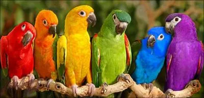 Comment s'appelle le plus grand perroquet ?