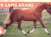 Quiz Le pur-sang arabe