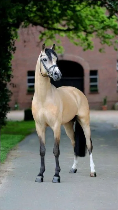 Quelles sont les 3 robes principales qu'il peut avoir ?