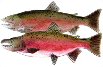 Quel est cet animal ?