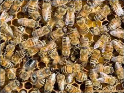 Généralement combien y a-t-il de reines dans une colonie d'abeilles ?