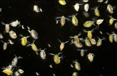 Comment s'appellent ces puces d'eau dont les poissons rouges raffolent ?
