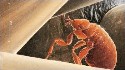 Où a-t-on la puce lorsqu'on se doute de quelque chose ?