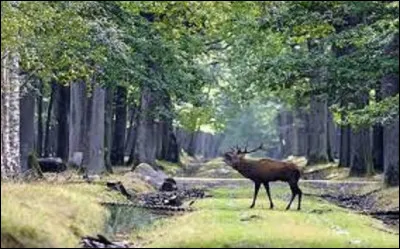 Quelle forêt domaniale est la plus grande de France avec 22 000 hectares ?