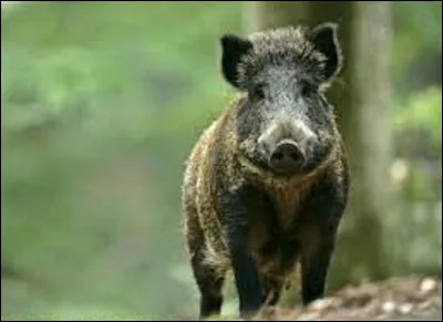 Comment appelle-t-on un sanglier âgé de 2 à 3 ans ?