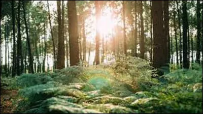 Et on termine ce quiz par une petite citation. Quel écrivain et auteur dramatique a prononcé cette phrase : ''Penser. C'est chercher des clairières dans une forêt. '' ?