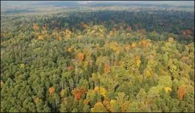 Quelle est la plus grande forêt d'Europe ?