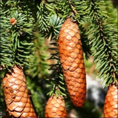 Quel conifère se distingue du sapin par le fait que ses cônes sont pendants ?