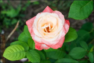 Lequel est l'intrus ?