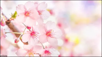 A votre avis, sur quel arbre poussent ces jolies petites fleurs roses ?