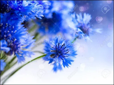 Parmi ces fleurs, laquelle ne peut pas être bleue ?