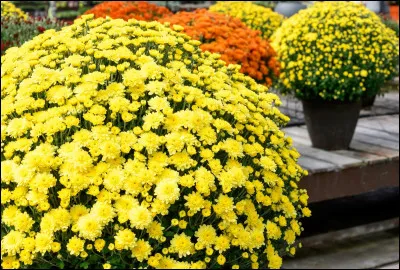 Quelles sont ces fleurs ?