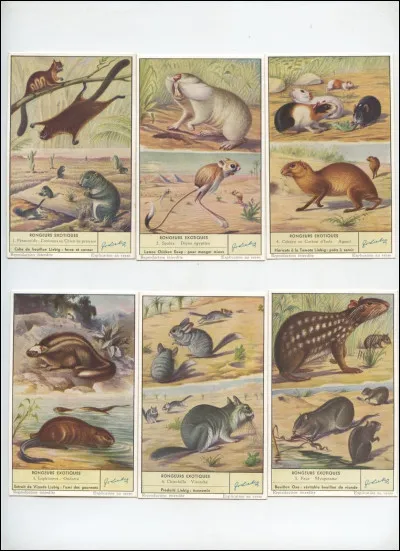 Quel est ton gibier préféré ?