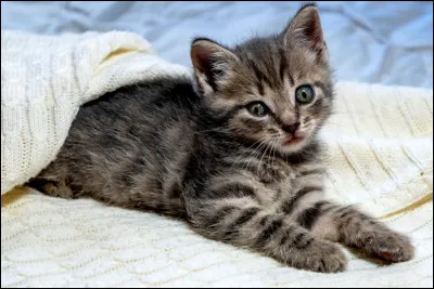 Quel pelage préfères-tu ?