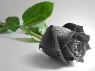 De quelle couleur est cette rose ?