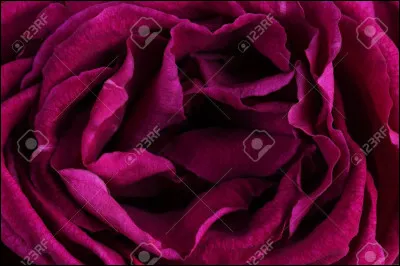 De quelle couleur est cette rose ?