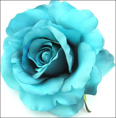 De quelle couleur est cette rose ?