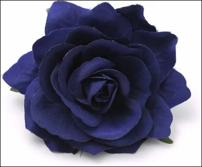 De quelle couleur est cette rose ?