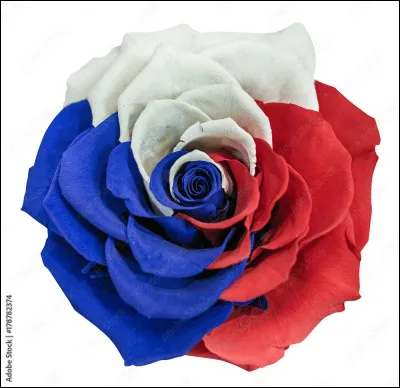 De quelle couleur est cette rose ?