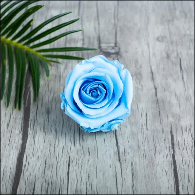 De quelle couleur est cette rose ?